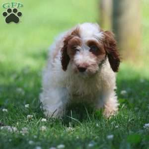 Pretzel, Cavapoo Puppy
